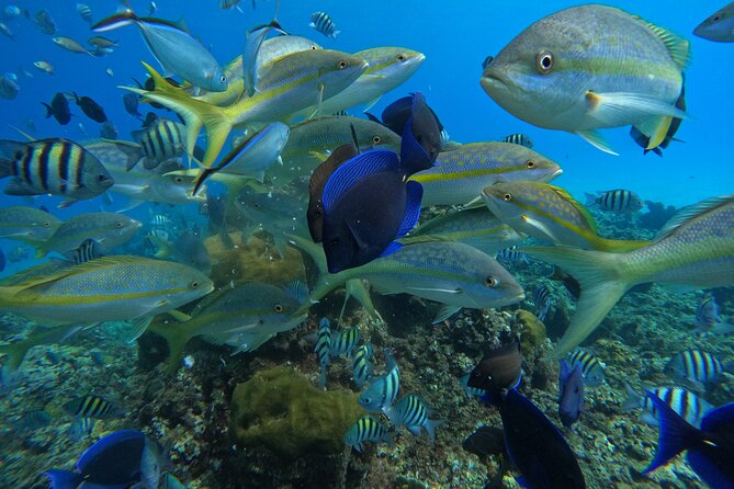 Short Excursion 4-Hour Party Catamaran and Snorkeling - Party Catamaran Energy, But Still About the Water
