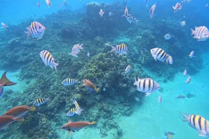 Short Excursion 4-Hour Party Catamaran and Snorkeling - Who This Tour Fits Best, and Who Should Rethink It