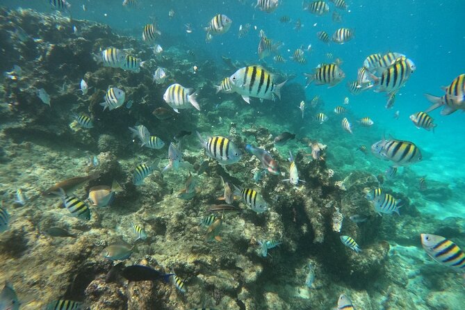 Short Excursion 4-Hour Party Catamaran and Snorkeling - The 4-Hour Plan: Sosua Cruise, Reef Spots, and Swim Time