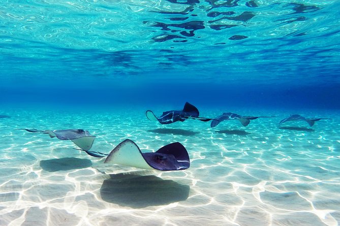 Small Group Snorkeling, Sharks & Stingrays Encounter by boat - Key highlights at a glance