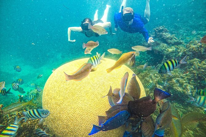 Snorkel Lovers for All Ages & Premium Seafood Lunch in Punta Cana - Key things I’d clock before you book