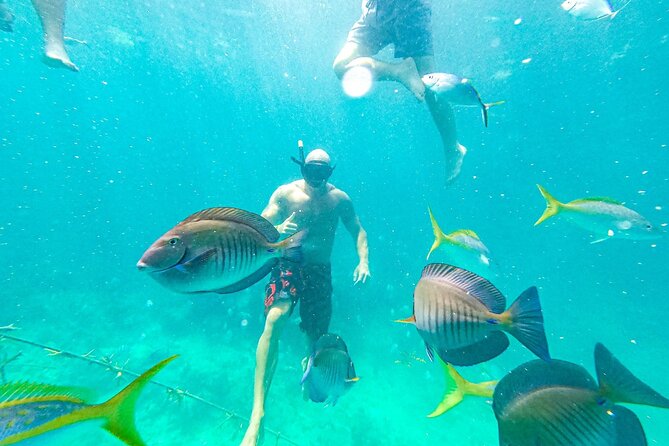 Snorkel Lovers for All Ages & Premium Seafood Lunch in Punta Cana - Coral Nursery snorkel: protected reef restoration and one full hour