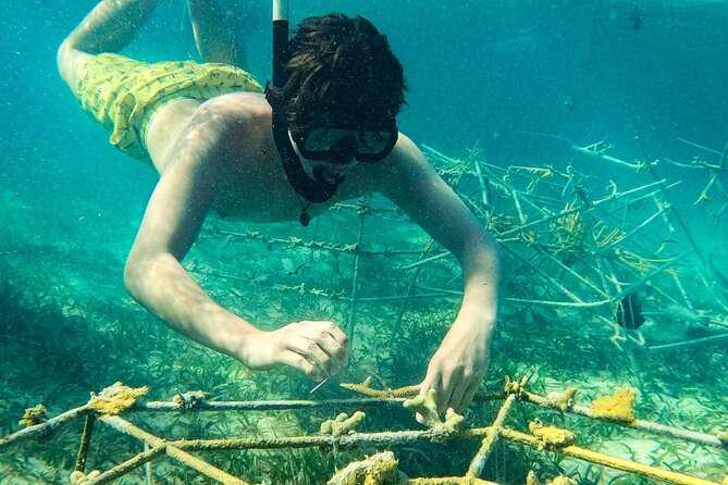 Snorkel Lovers for All Ages & Premium Seafood Lunch in Punta Cana - Lunch back at the Natural Pool: floating kitchen seafood and kid options