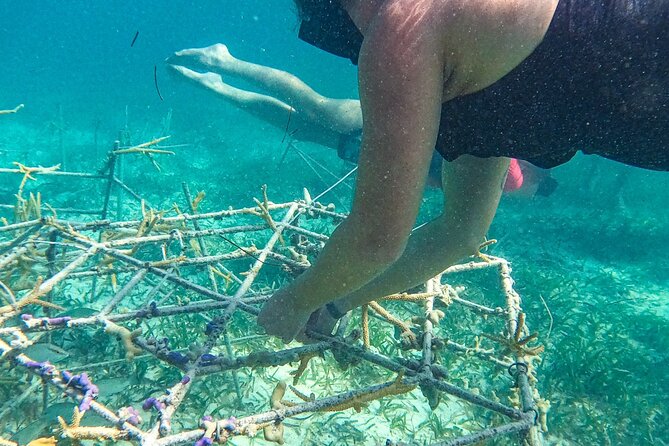 Snorkel Lovers for All Ages & Premium Seafood Lunch in Punta Cana - Value and price: why $114 feels structured, not just an add-on day