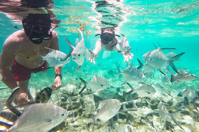 Snorkel Lovers for All Ages & Premium Seafood Lunch in Punta Cana - Who this Punta Cana tour fits best