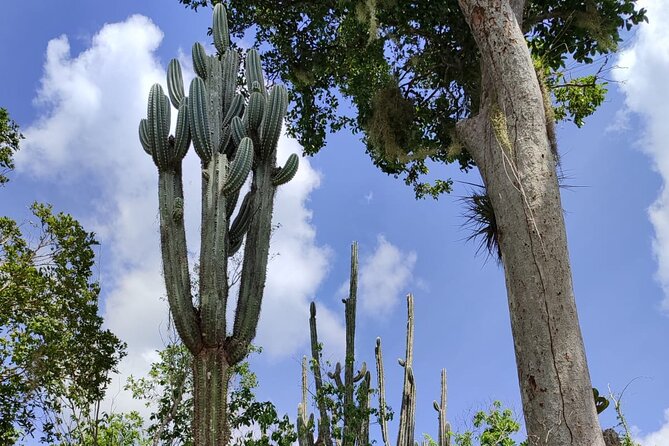 Snorkeling in the Cenotes of Bayahibe - The aperitif and the ride back: a clean end to a half-day plan