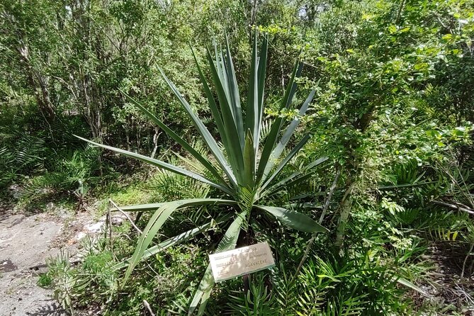 Snorkeling in the Cenotes of Bayahibe - Price and value: what $55 really includes