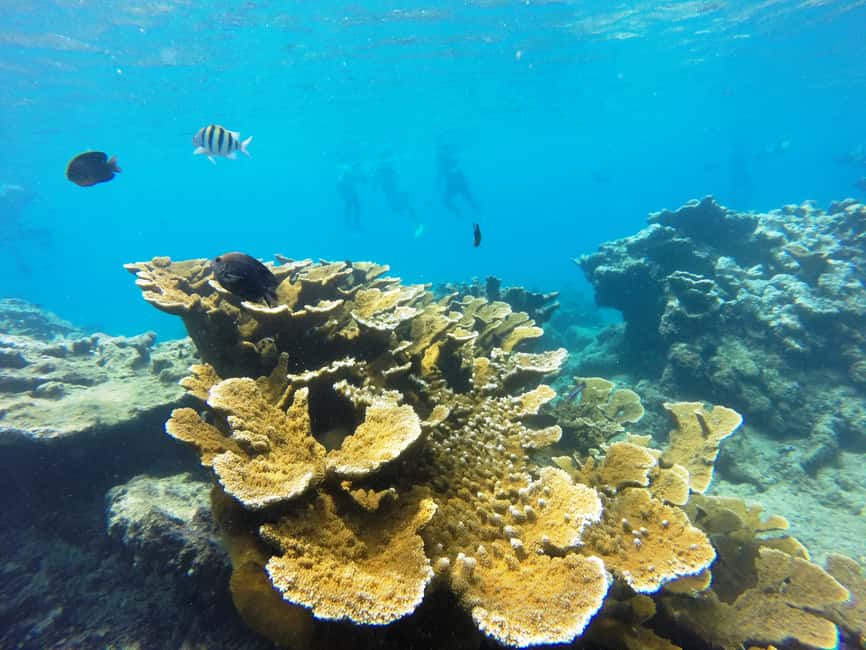 Snorkeling Tour & Sosua Beach Day - Price and Value: Is $81 a Fair Deal?