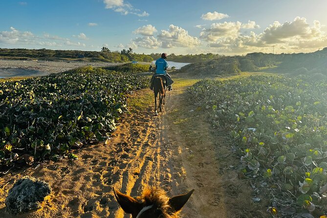 Sunset Horseback Ride at Macao Beach & Forest with Transfers - What’s included in the $61 price, and what it means for value