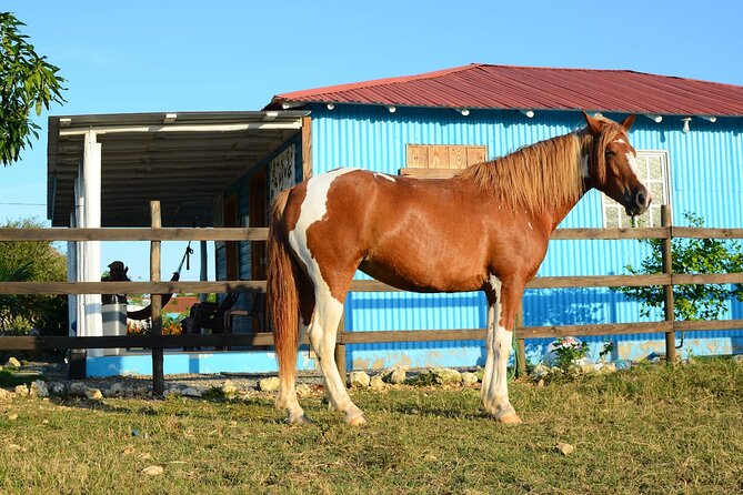 Sunset Horseback Riding Tour in Punta Cana (Private Option) - Artisanal tastes at the ranch: coffee, cocoa, mamajuana