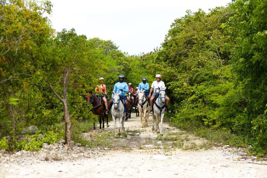 Swim Horse fom Punta Cana - The Hotel Pickup Moment, and Why Timing Matters