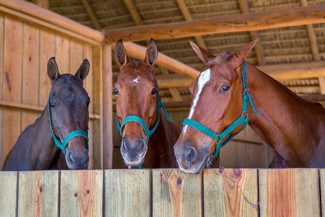 Swimming with Horses at the Beach from Punta Cana Free transportation - Swimming with the horses: the magic moment, and its limits