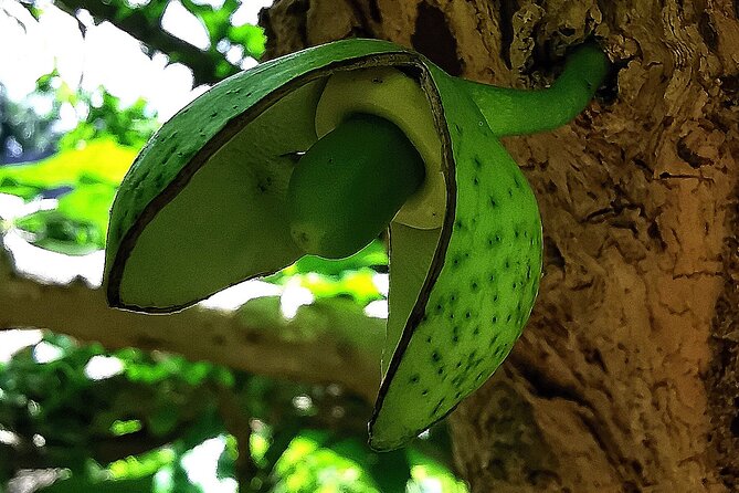 Taino Valley Tropical Park Puerto Plata Tubagua - Included tasting moments: fruit, coffee, and what that means for your day