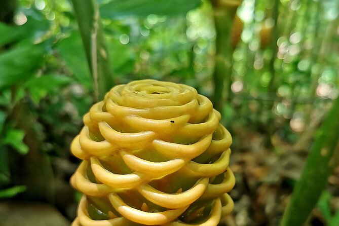Taino Valley Tropical Park Puerto Plata Tubagua - Guides make the difference: learning you can actually use