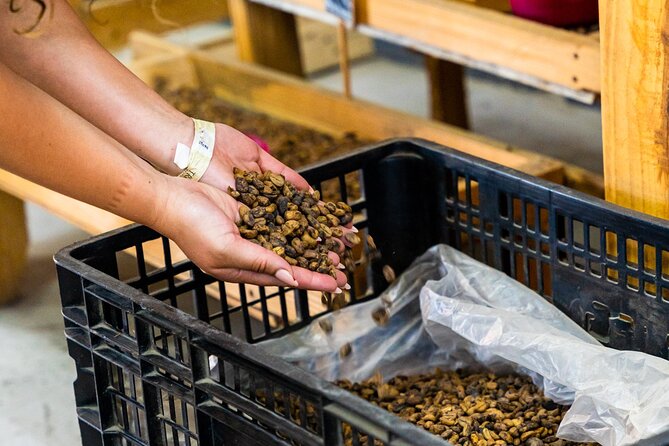 The Coffee Experience - Color Cafe location in Dominicus Village (and why walking beats guessing)