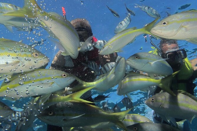 VIP Fascinating Boat Ride & Snorkeling at Sosua Bay - Weather and “Day-Of” Reality in Sosua Bay