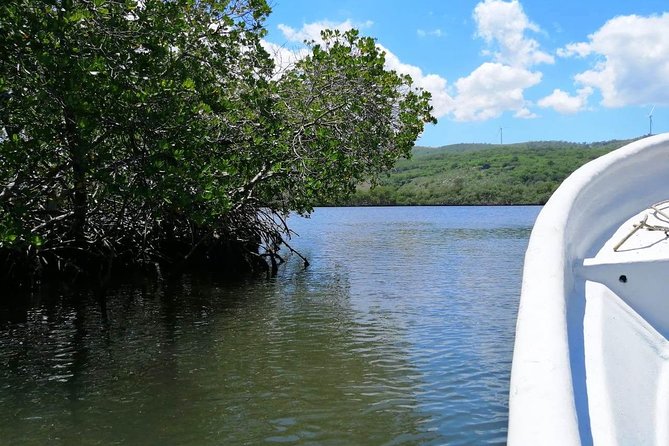 VIP tour to Paradise Island & The Mangroves - Cayo Arena snorkeling: guided, gear-included, and focused on fish