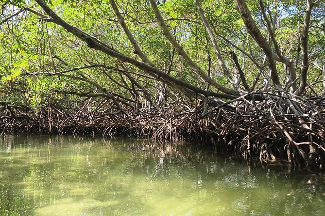 VIP tour to Paradise Island & The Mangroves - Lunch at Playa Ensenada: fuel before the home stretch