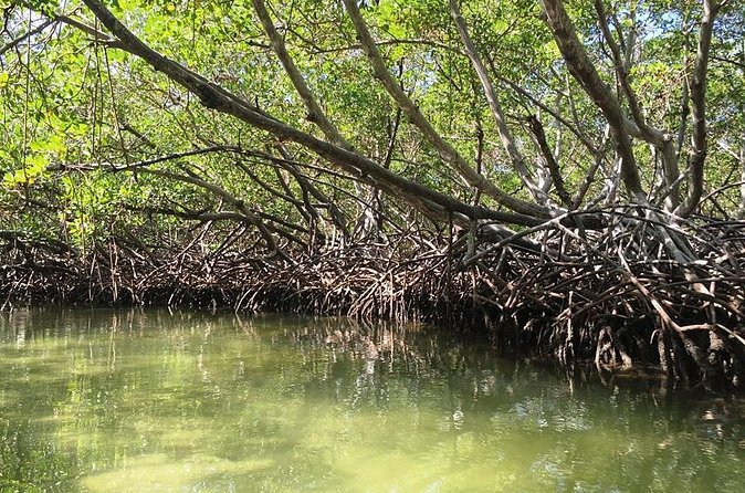 VIP tour to Paradise Island & The Mangroves - Small group VIP feel: how it changes the day