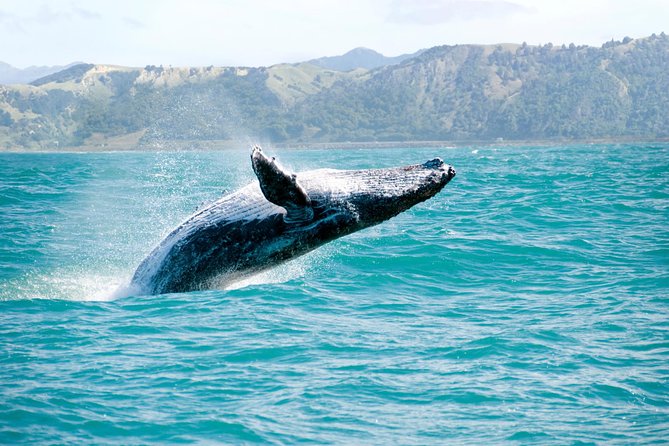 Whale Watching and Bacardi Island day trip from Punta Cana - Key points before you go