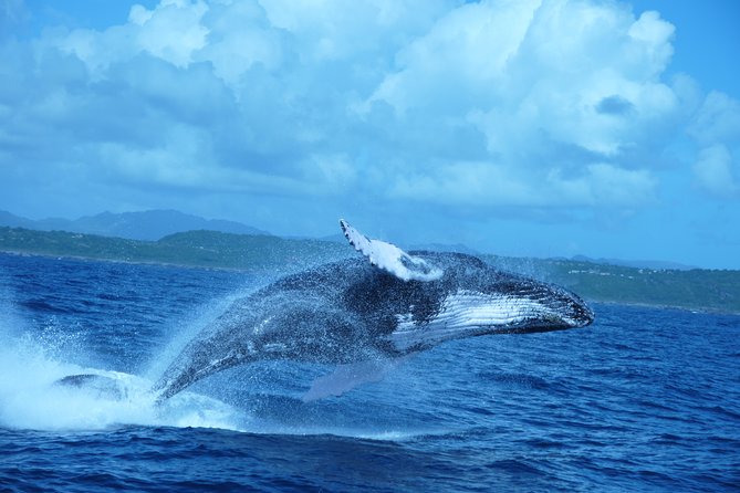 Whale Watching and Bacardi Island day trip from Punta Cana - Cayo Levantado Beach stop: lunch plus a real reset