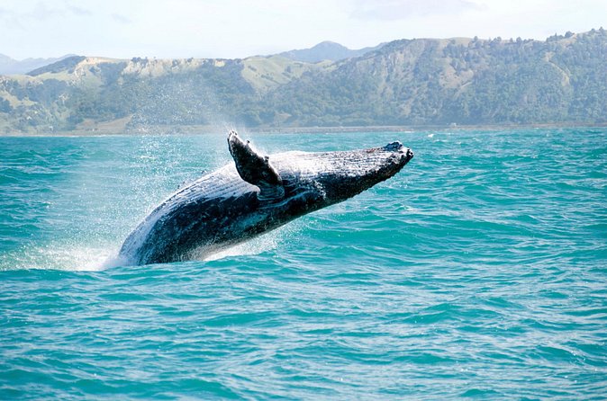Whale Watching and Bacardi Island day trip from Punta Cana - Bacardi Island time: the best kind of payoff