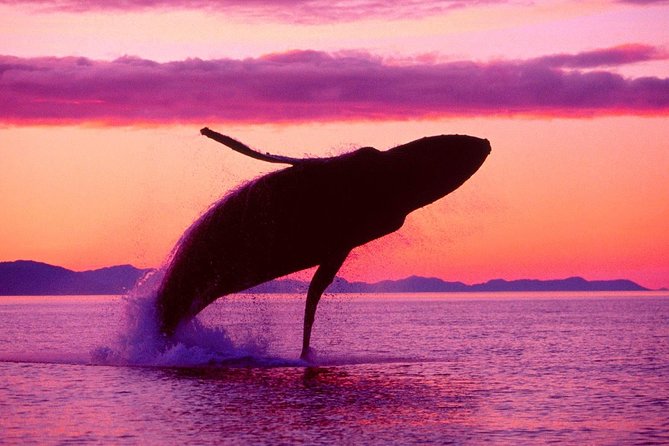 Whale Watching and Bacardi Island day trip from Punta Cana - Group size and how to plan your expectations