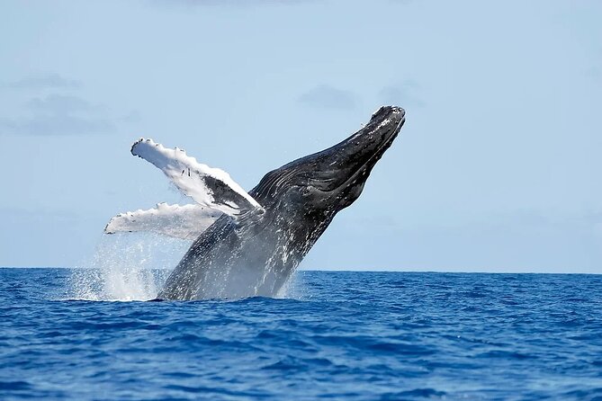 Whale watching and Montana Redonda - Key points to know before you go