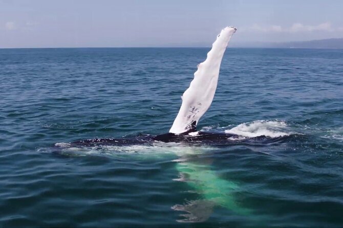 Whale watching and Montana Redonda - Whale watching in Samana Bay: what you can realistically expect