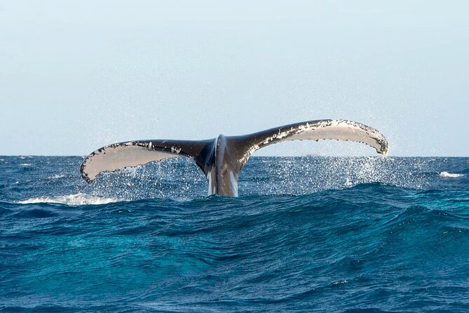 Whale watching and Montana Redonda - Language, group size, and the guide who keeps things smooth
