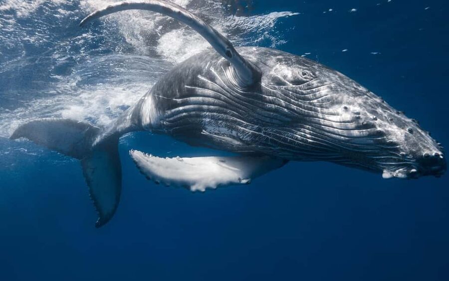 Whale Watching + Cayo Levantado - Who This Trip Fits Best in Your Dominican Plan