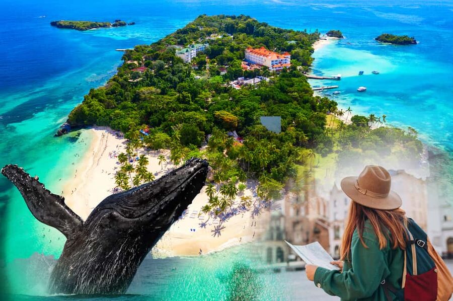 Whale Watching + Cayo Levantado - Whale Watching From Samana: What “Up Close” Really Means