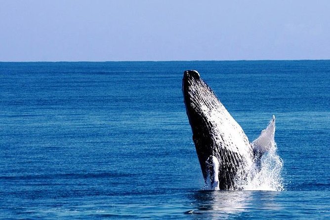 Whale Watching in Samana - Key Points That Matter Before You Go