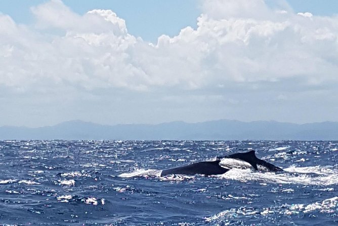 Whale Watching in Samana - Whale Watching In Samana Bay, and Why January to March Is the Sweet Spot