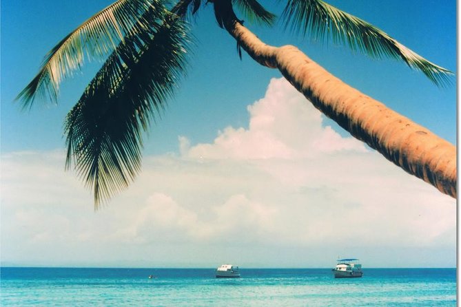 Whale Watching in Samana - Who This Tour Fits Best (and Who Might Feel Frustrated)