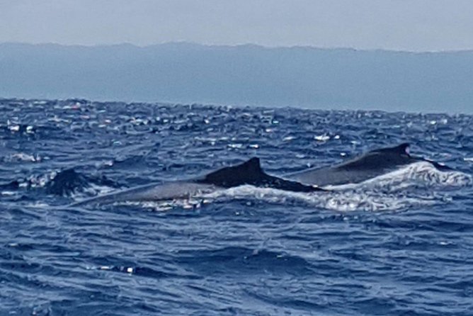 Whale Watching in Samana - Price and Value: What $132.31 Gets You (and What It Doesn’t)