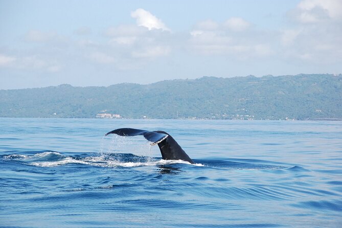 Whale Watching & Limón Waterfall Day Trip - Key things that make this day trip work (and who it fits)