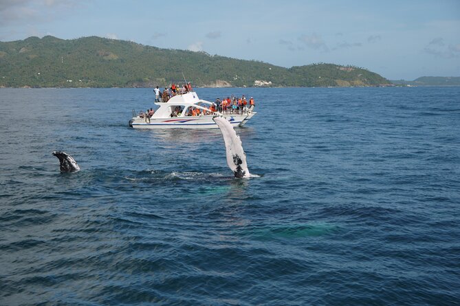 Whale Watching & Limón Waterfall Day Trip - Whale watching on Samana Bay: the best part, timed right